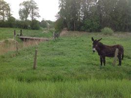 bij de oorsprong van de Dommel